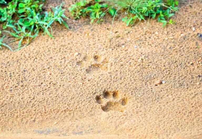 12 Steps of Grief Recovery After Pet Loss