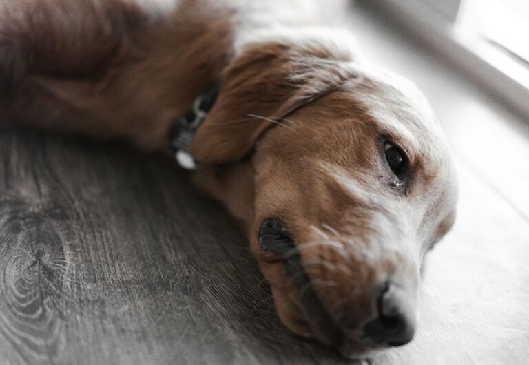 Do Dogs Feel Sad When Another Pet Dies? What About Other Animals?